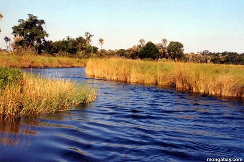 http://www.mongabay.org/images/botswana/boro_river.gif