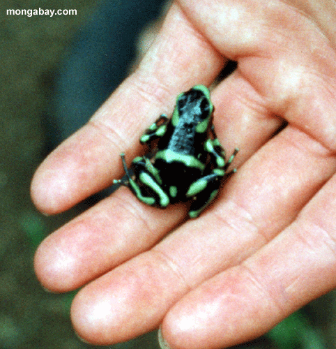 poison dart  frog facts
