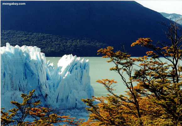 Glacier de Perito Moreno avec des arbres dans le premier plan