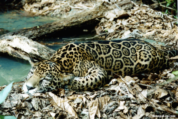 Baby Jaguar Animal Pictures. jaguar - Animal Information