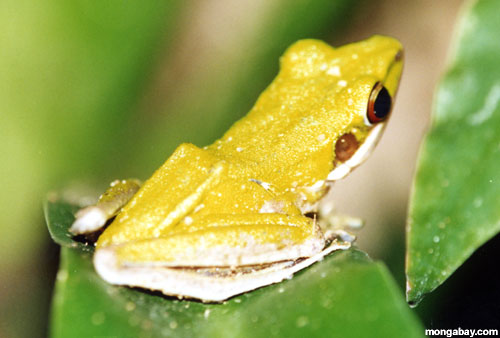 tree frog in thailand