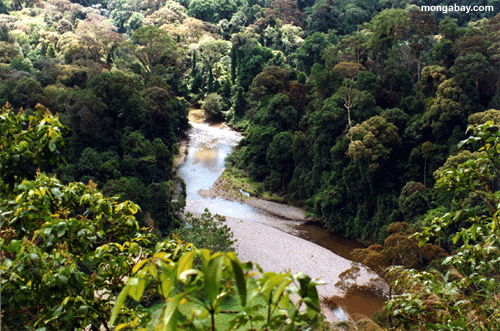 Jungle river in Danum Valley Reserve, Sabah, Malaysia 